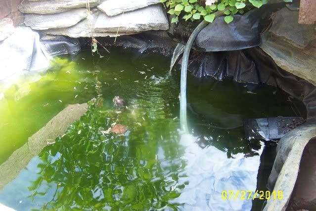 Redearedslider001.jpg