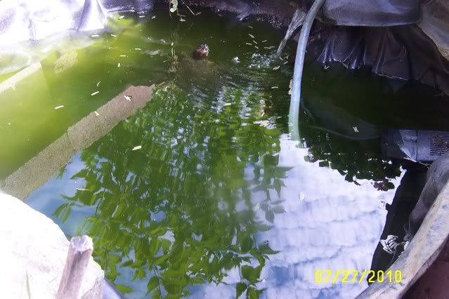 Redearedslider003.jpg