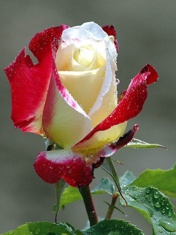 White Red Rose
