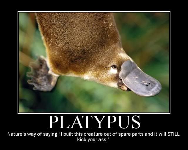 Platypus Funny
