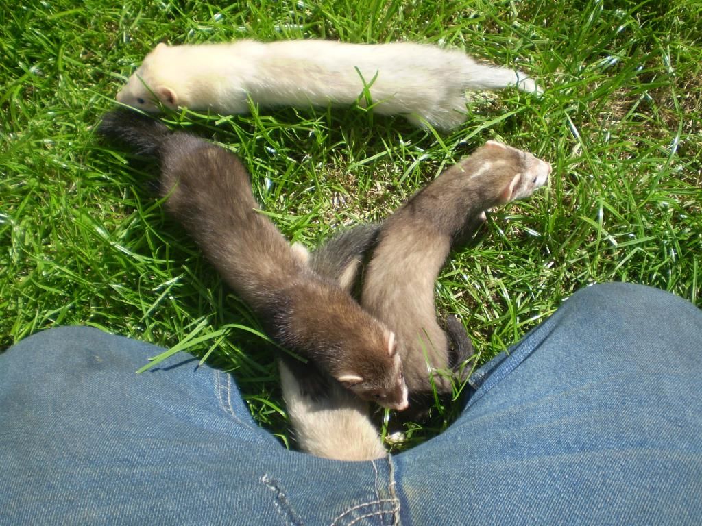 ferrets002.jpg