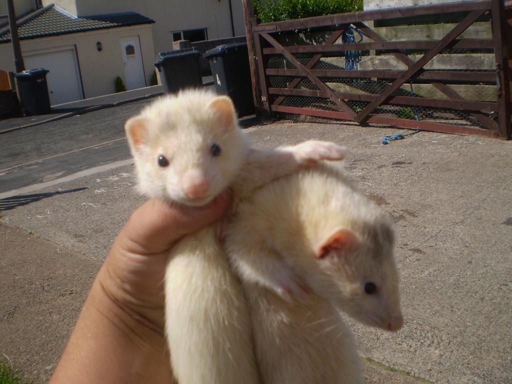 ferrets004.jpg