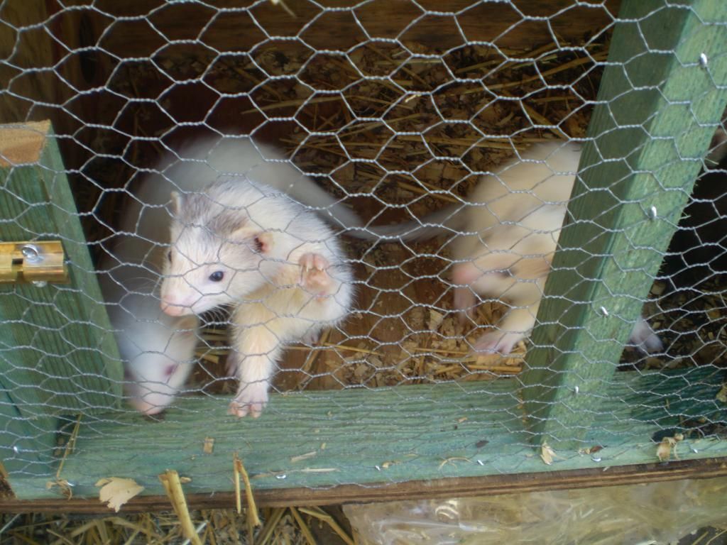 ferrets006.jpg