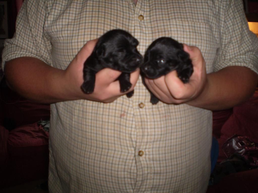 pups001.jpg