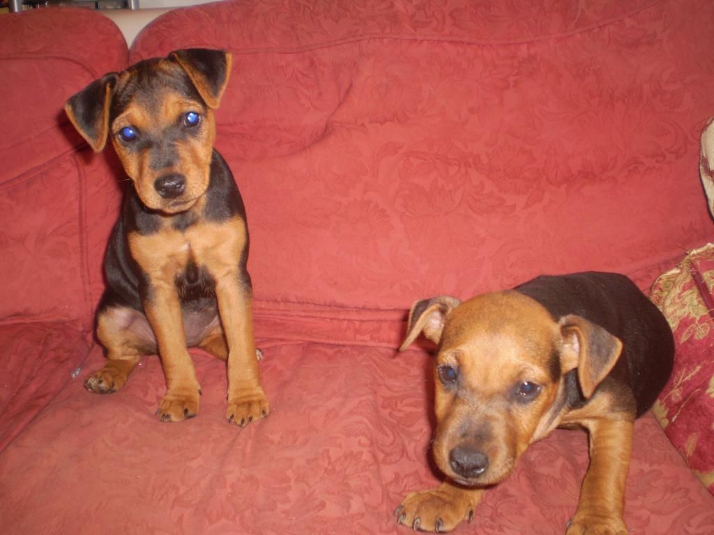 pups002-1.jpg