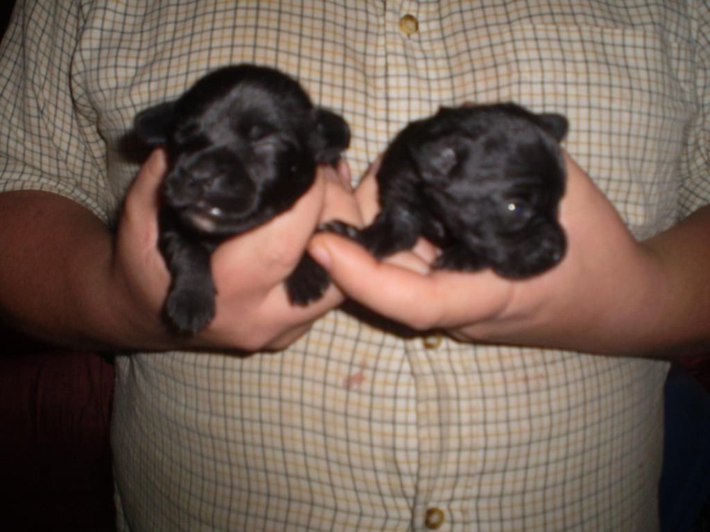 pups002-2.jpg