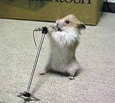 Funny Hamster Singing Pictures, Images and Photos