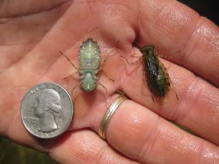 Dragonfly+nymph+fly