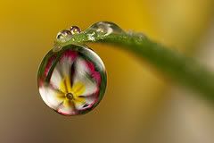 droplet Pictures, Images and Photos