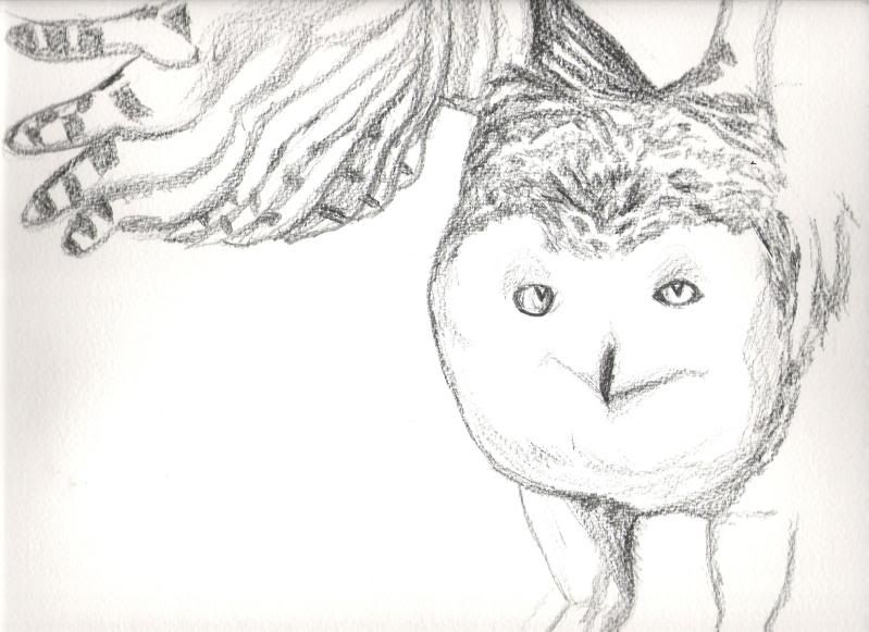 Drawn Owl