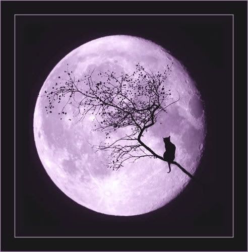 Look into your heart and