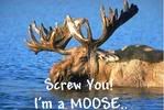 Moose Pictures, Images and Photos