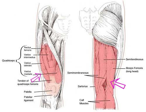 kneeupperlegmuscles.jpg