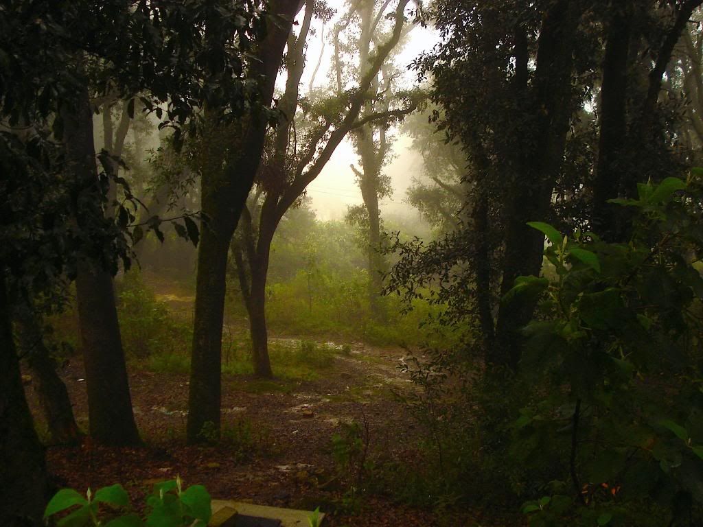 neblina neblina