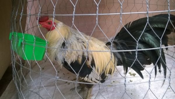 Bán gà nòi mỹ- mái peru mỹ đẻn