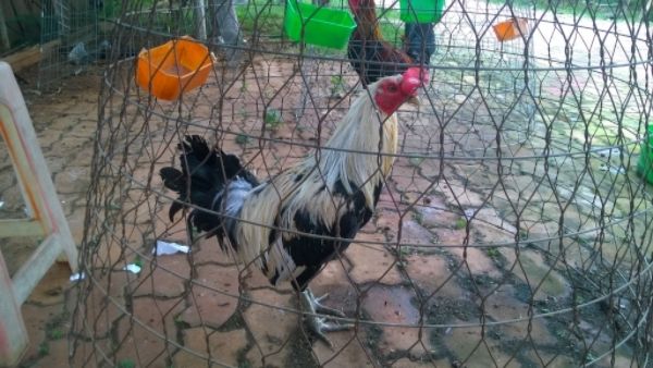 Bán gà nòi mỹ- mái peru mỹ đẻn - 3