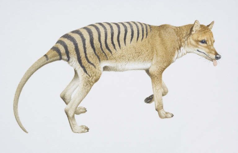 thylacine 1 Image