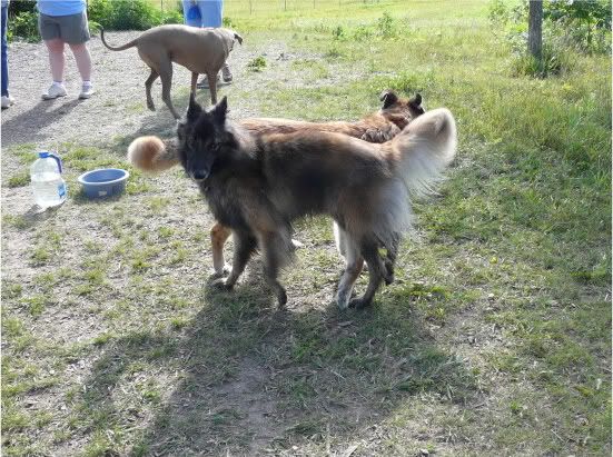 Brice kept hip-checking the shepherd-mix