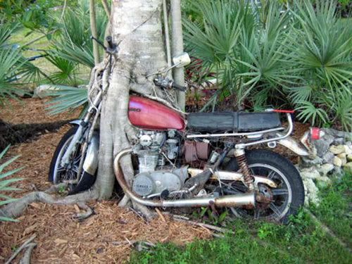 tree-around-bike.jpg