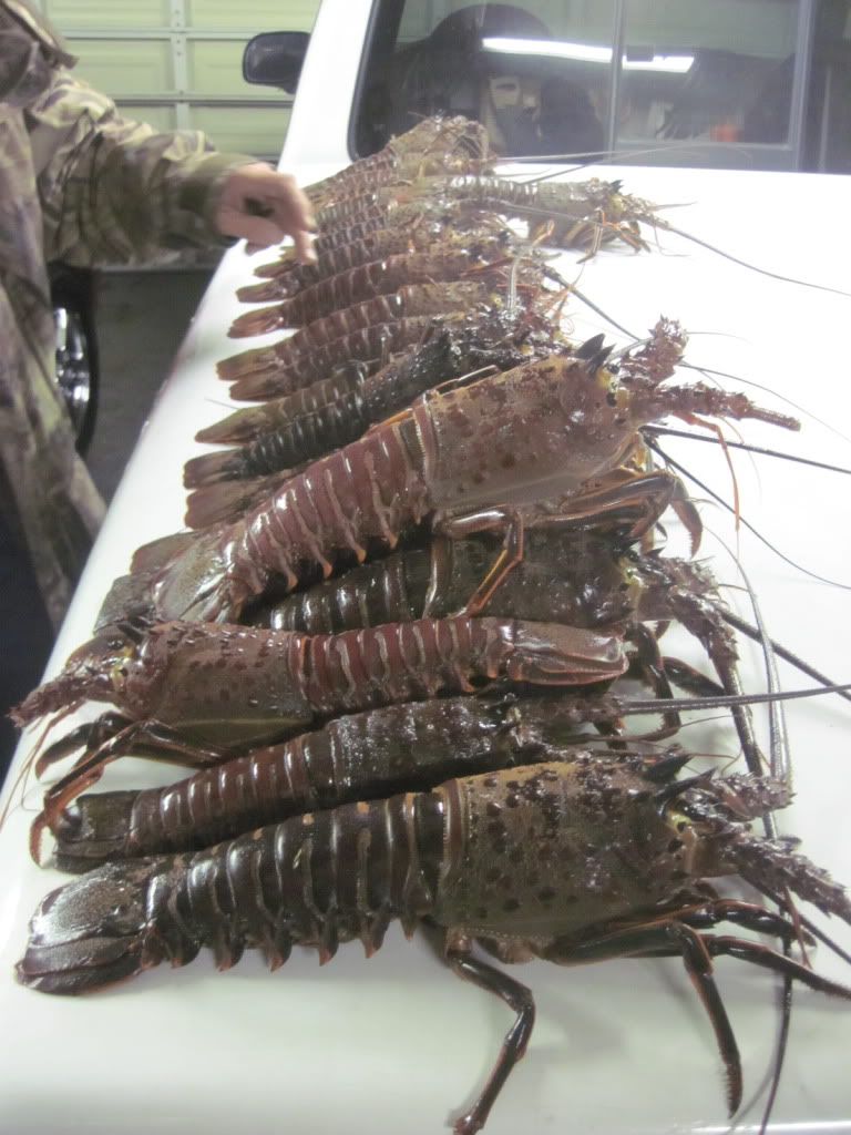 Lobster09083.jpg