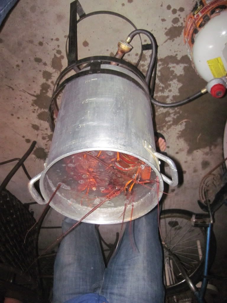 Lobster09089.jpg