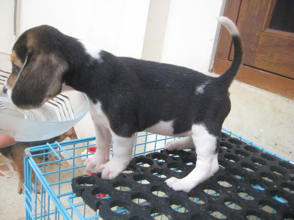 beagle (c) holashenyorita entrenar beagle