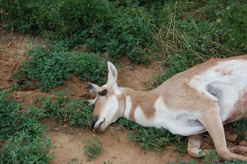 Lope1.jpg?t=1223411918