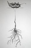 Leaf-w-Roots01.jpg image by Jason_Kishell