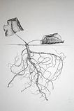 Leaf-w-Roots02.jpg image by Jason_Kishell