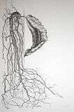 Leaf-w-Roots03.jpg image by Jason_Kishell