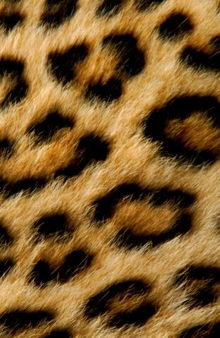 Leopard Background on Leopard Background