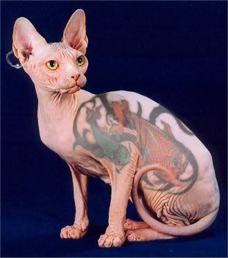 Picture Of Cat Tattoo - Cat Tattoo Design This cool cat has a tat. posted by