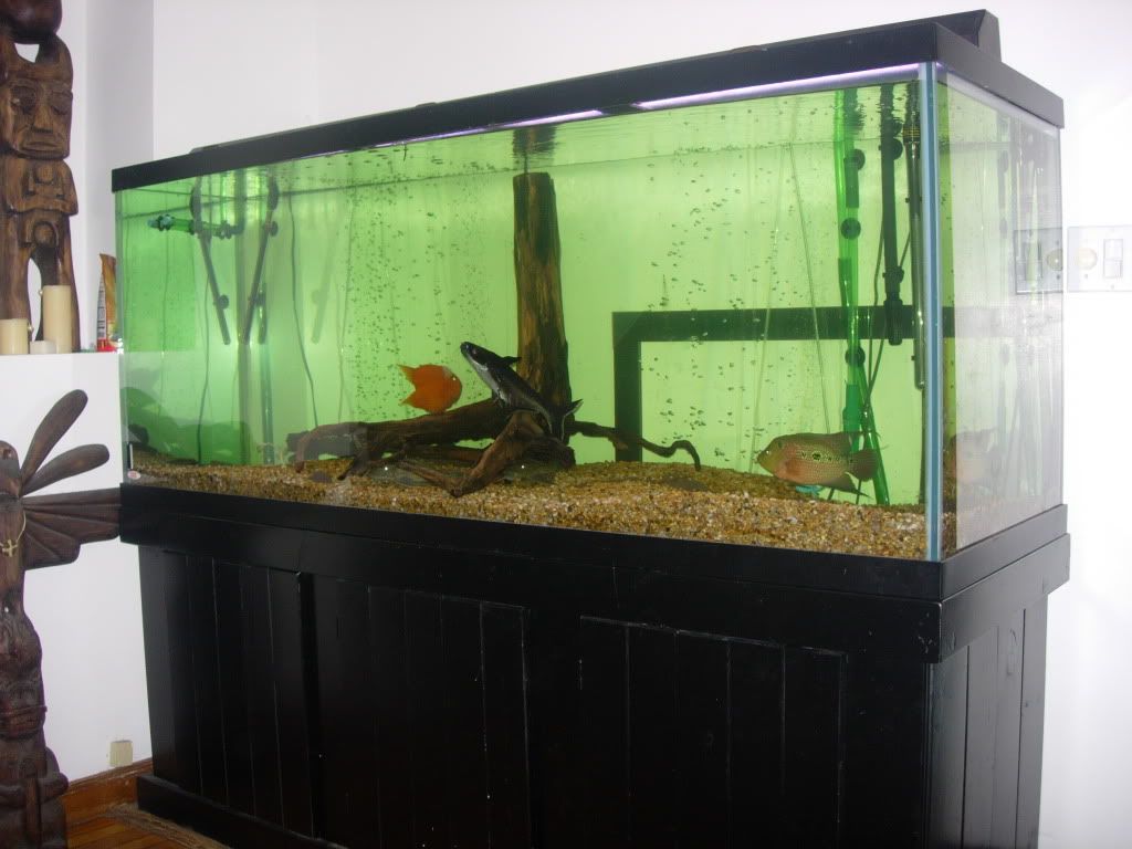 New 220 Gallon All Glass Tank With Stand (fs) Leicester Ma 