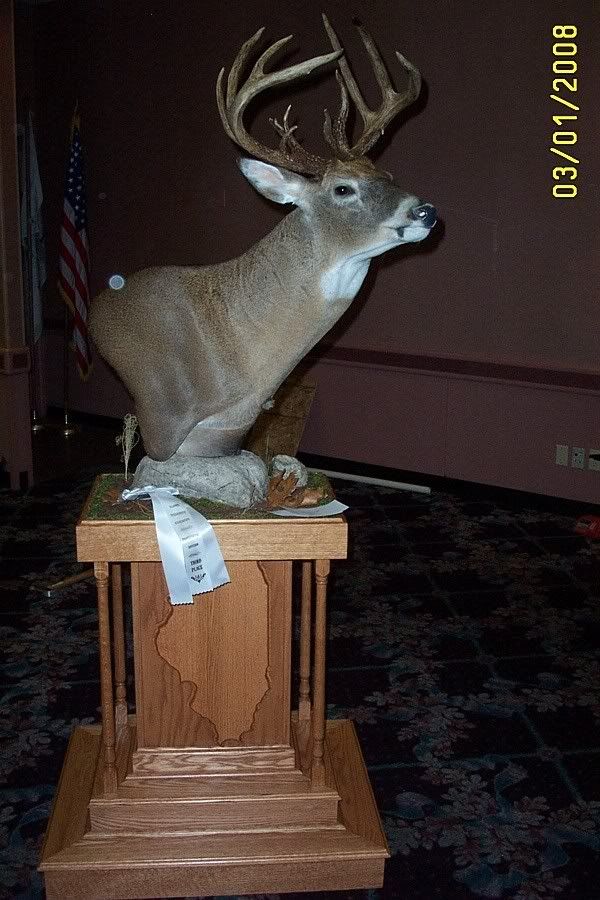 Mice To Moose Ita Competition 2008 Deer Shoulder Mount On Pedestal