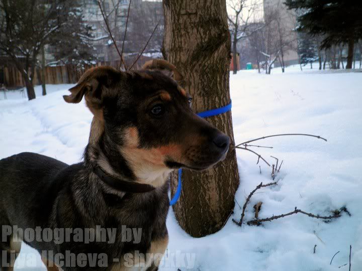 Качена снимка