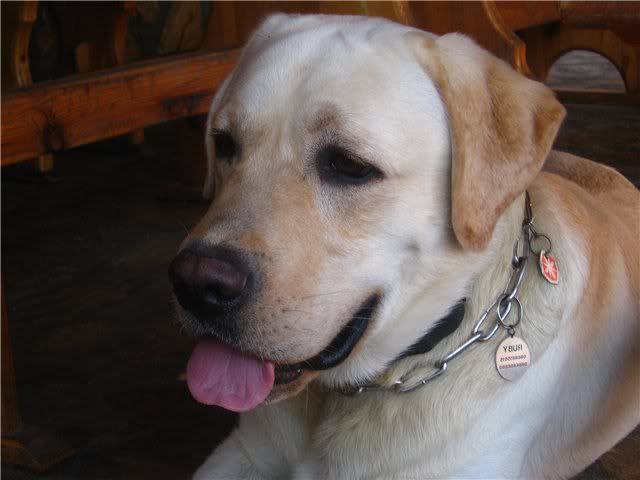Качена снимка