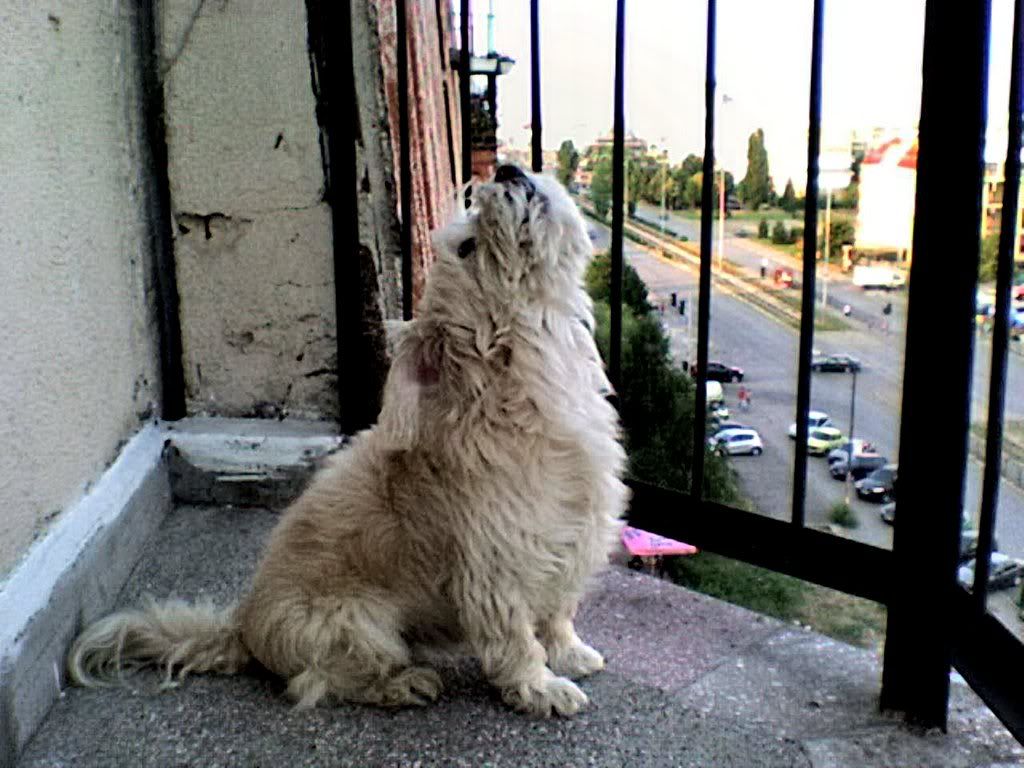 Качена снимка