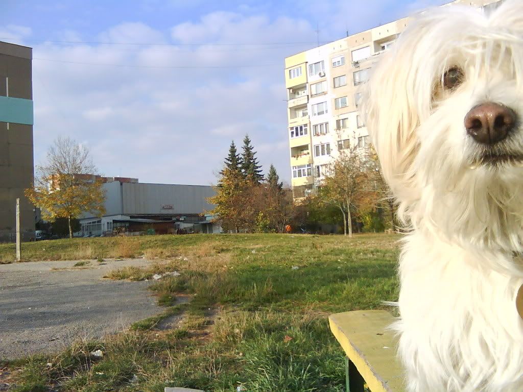 Качена снимка