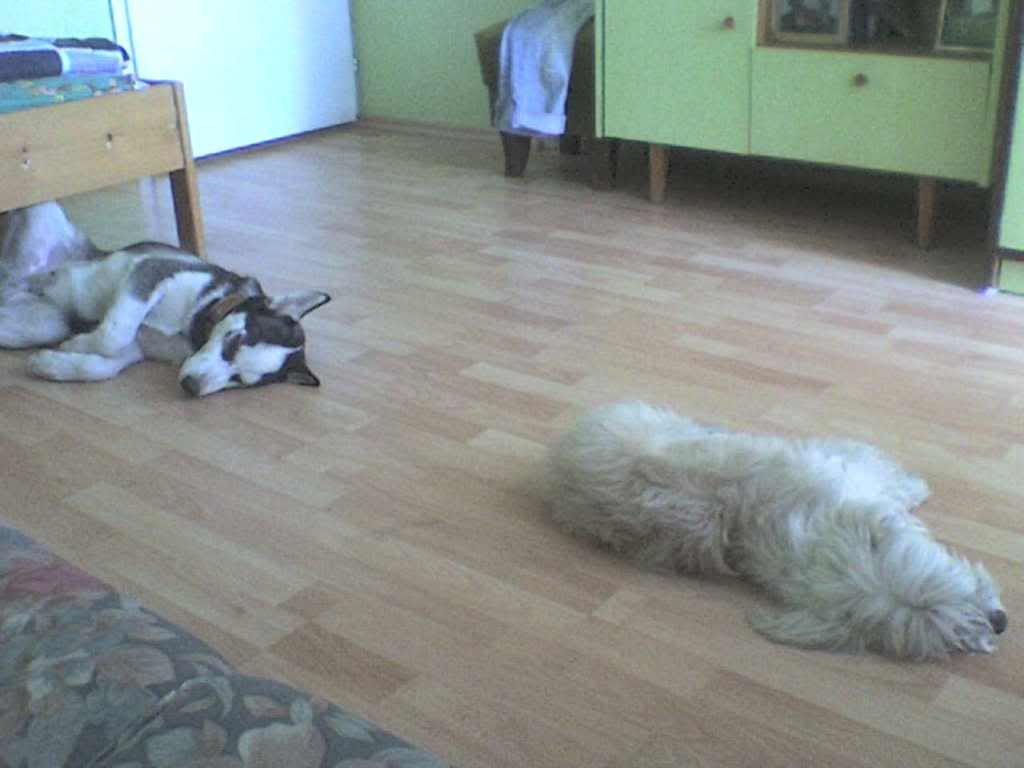 Качена снимка
