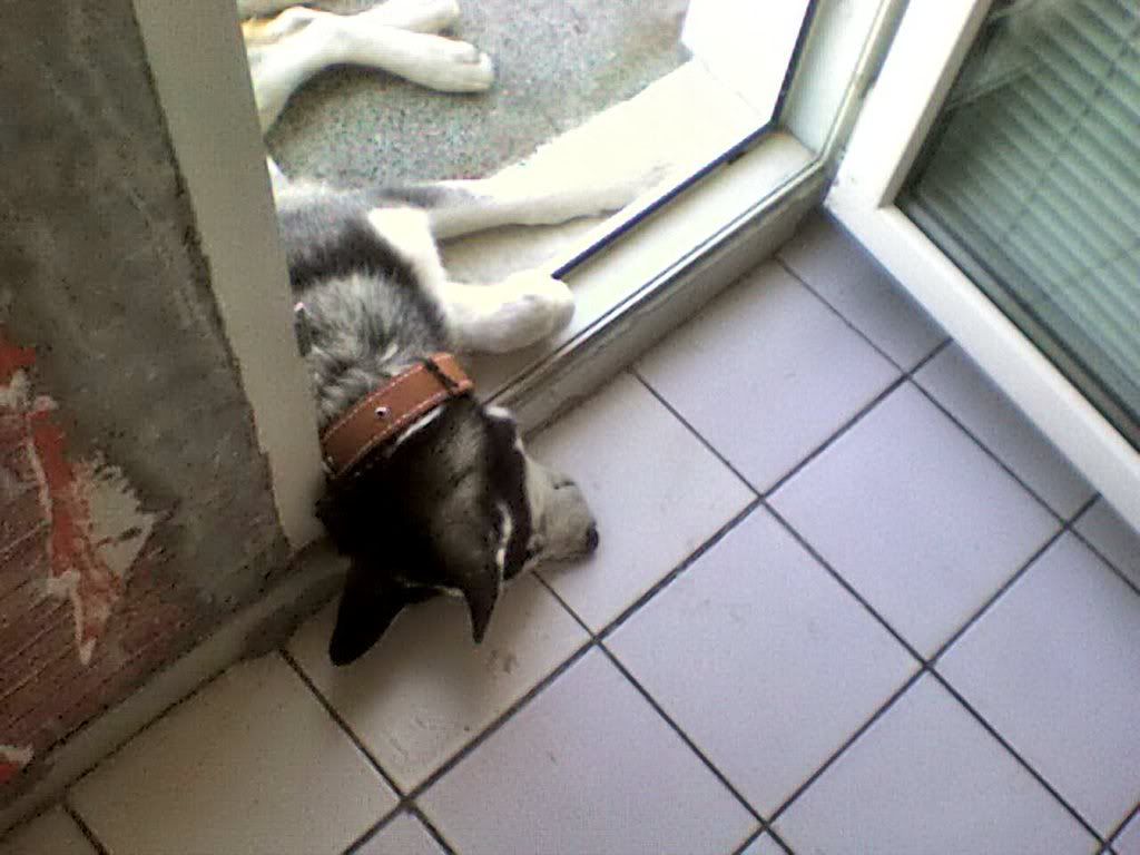 Качена снимка