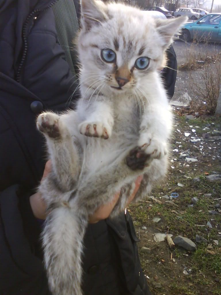 Качена снимка