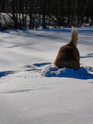 Качена снимка