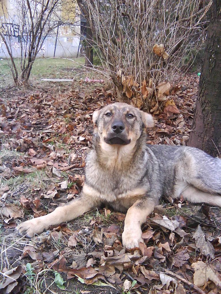 Качена снимка