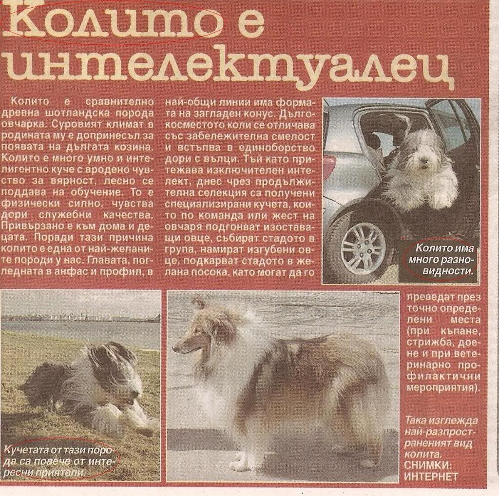 Качена снимка