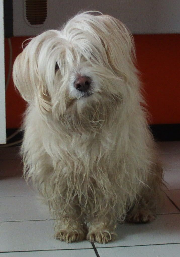 Качена снимка