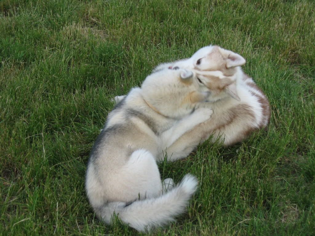 Качена снимка