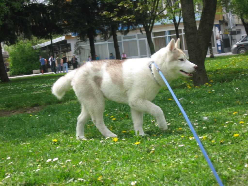Качена снимка