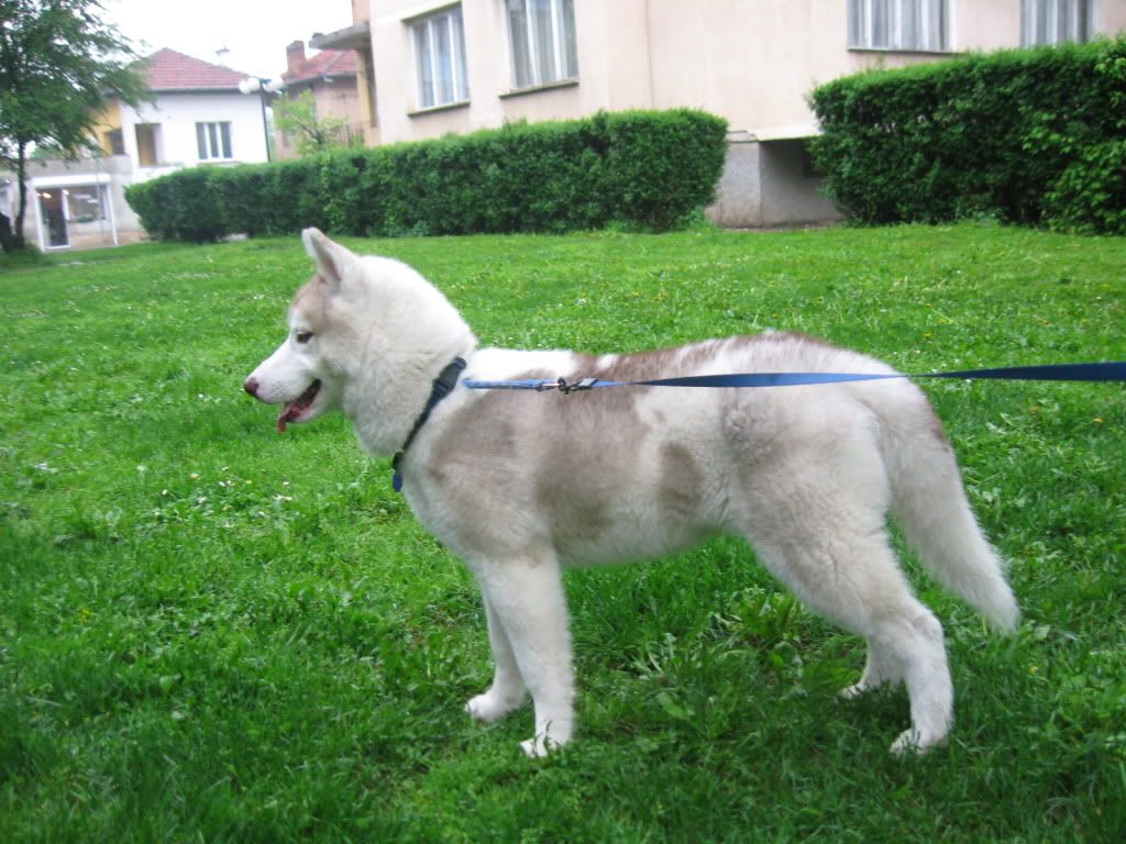Качена снимка