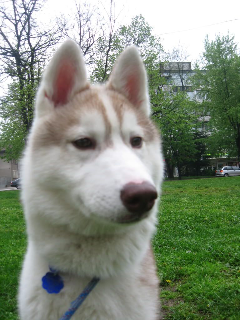 Качена снимка