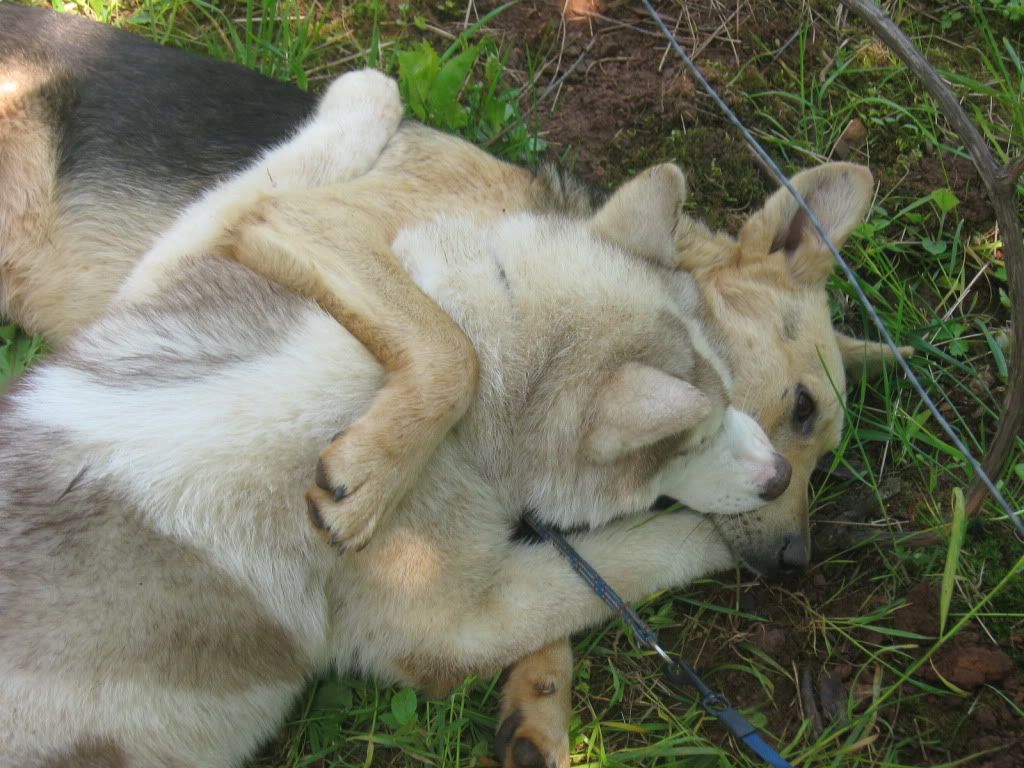 Качена снимка